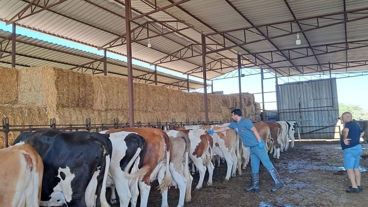 Söke'de Şap Hastalığı: 7 Mahallede Hayvan Hareketlerine Kısıtlama