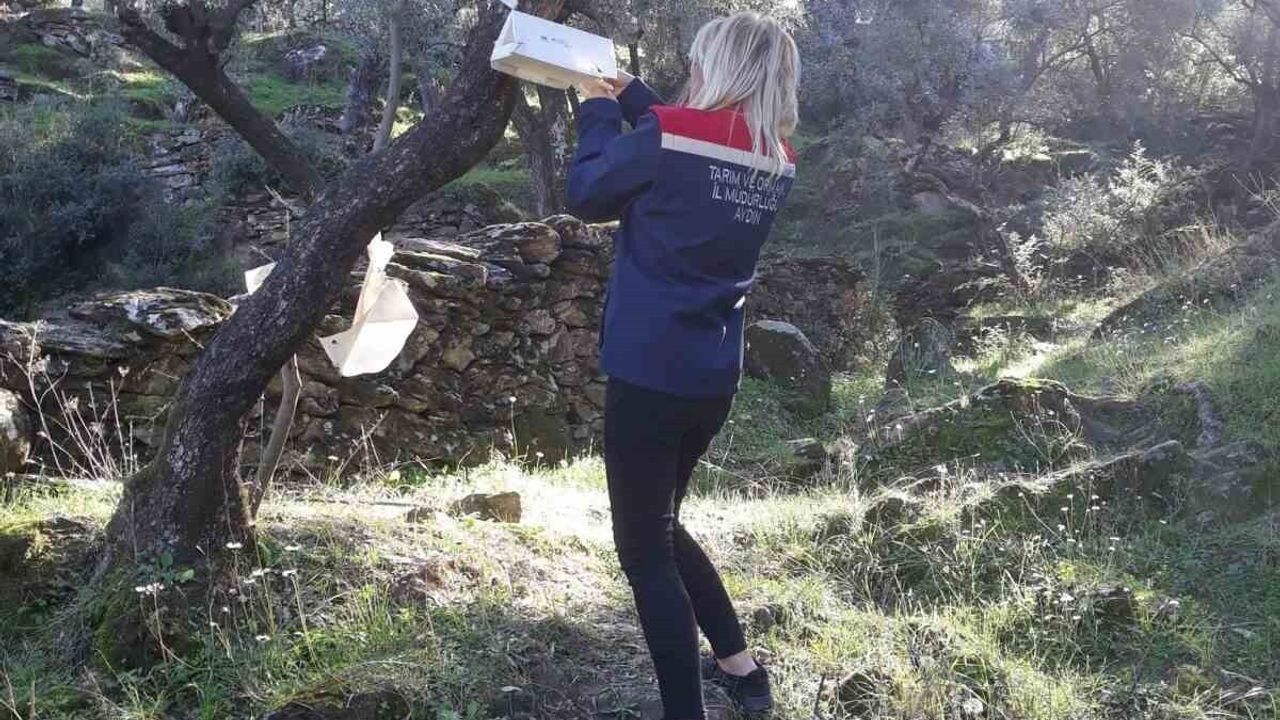 Söke'de Zeytin Sineği ve Akdeniz Meyve Sineğiyle Mücadele Sürüyor