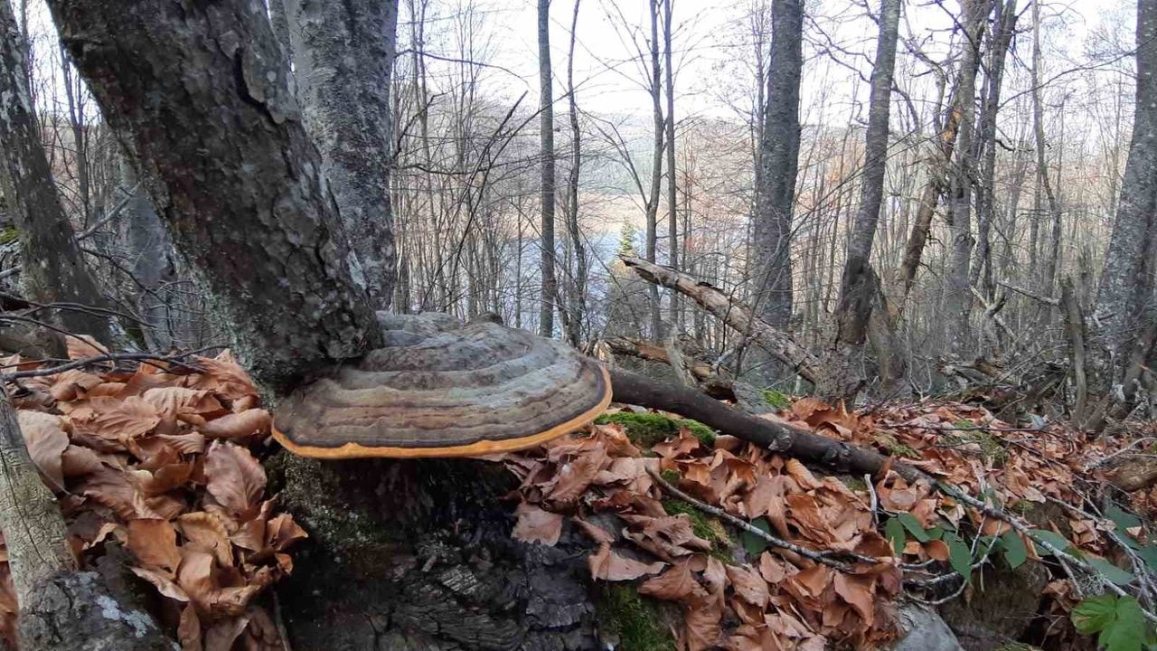 Sonbaharda Abant Gölü Milli Parkı'na Ziyaretçi Akını