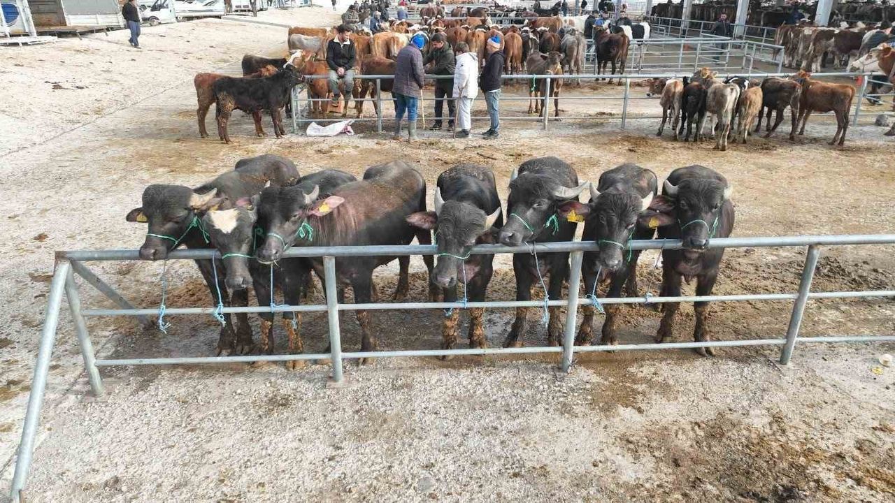 Sorgun Hayvan Pazarı 5 Ay Sonra Yeniden Açıldı
