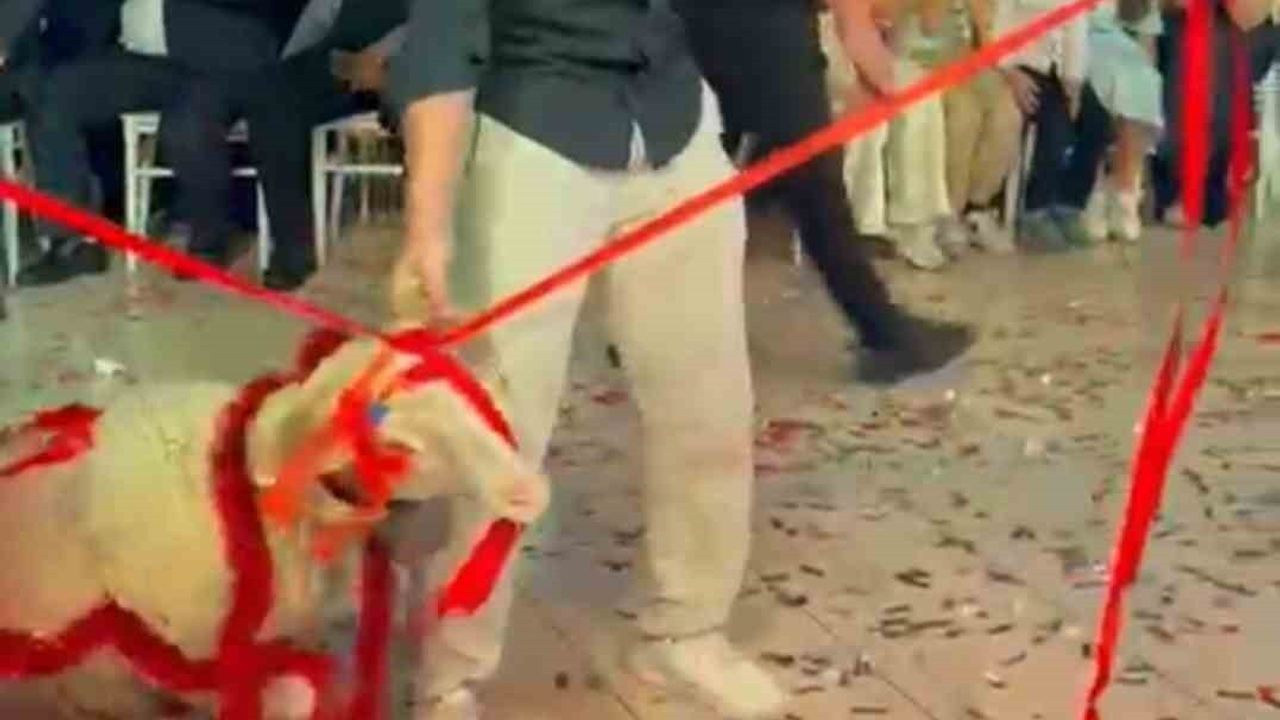 Şuhut'ta Düğünde Sürpriz Hediye: Damada Kuzu Takdim Edildi