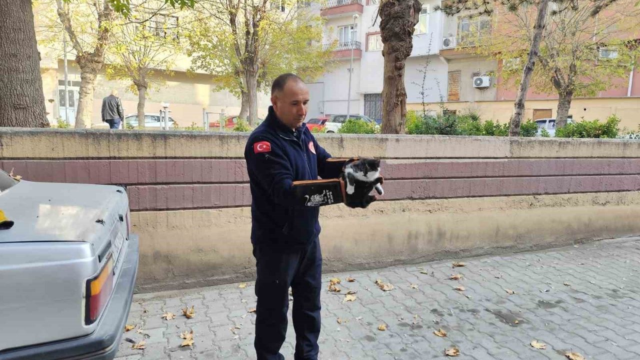 Sungurlu'da Ağaçta Mahsur Kalan Kedi Sungurlu Belediyesi İtfaiyesi Tarafından Kurtarıldı