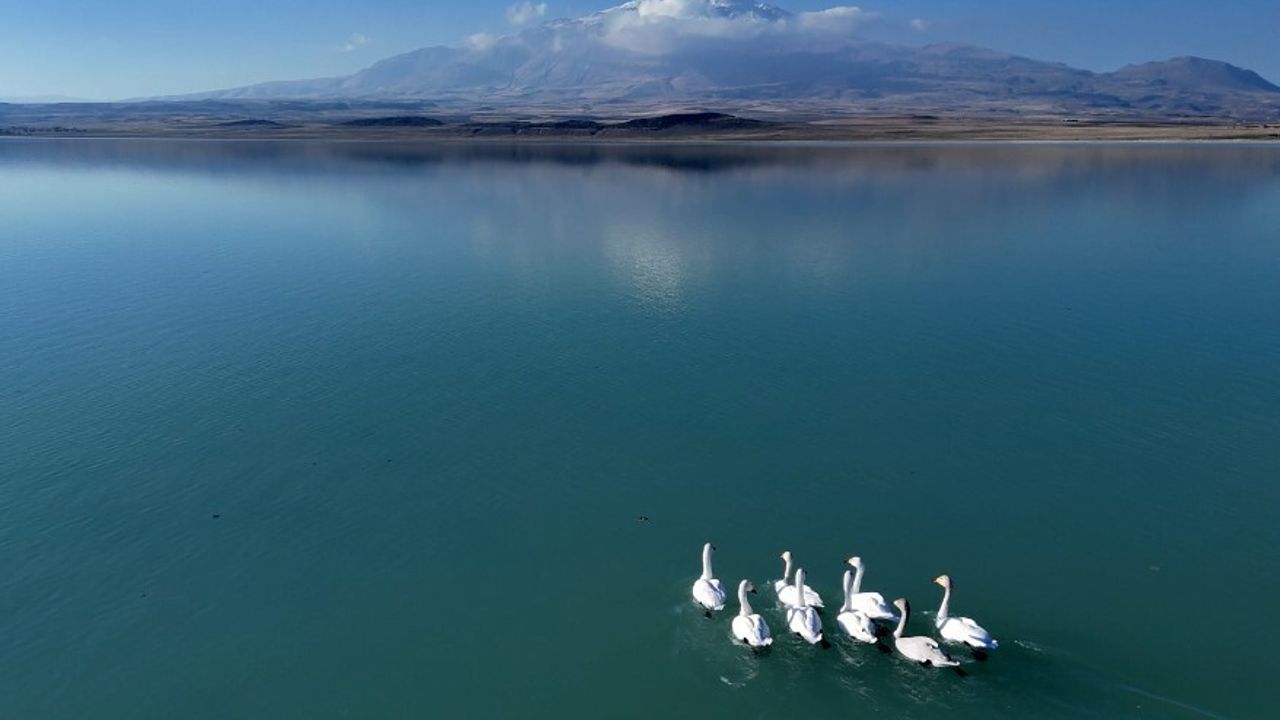 Süphan Dağı Manzarasında Arin Gölü'nde Kuğu Dansı