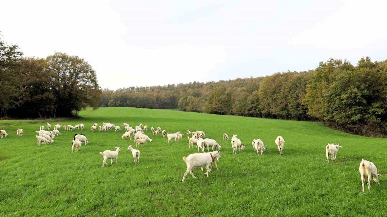 Süt Otu Desteği İzmit Meralarını Yeşertti: Günlük 800 TL Tasarrufu