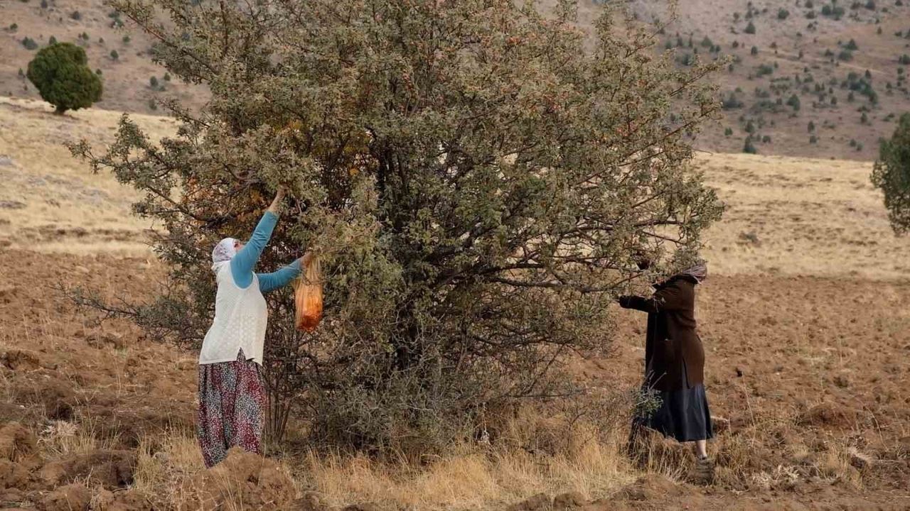 Tatvan'da Alıç Hasadı: Kuraklık Rekolteyi Düşürdü