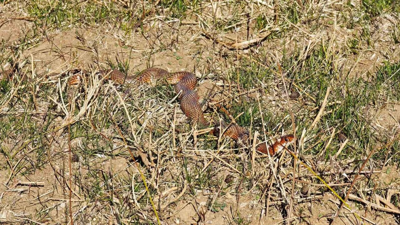 Tatvan'da Nadir Kırmızı Yılan Görüntülendi — Dolicophis schmidti