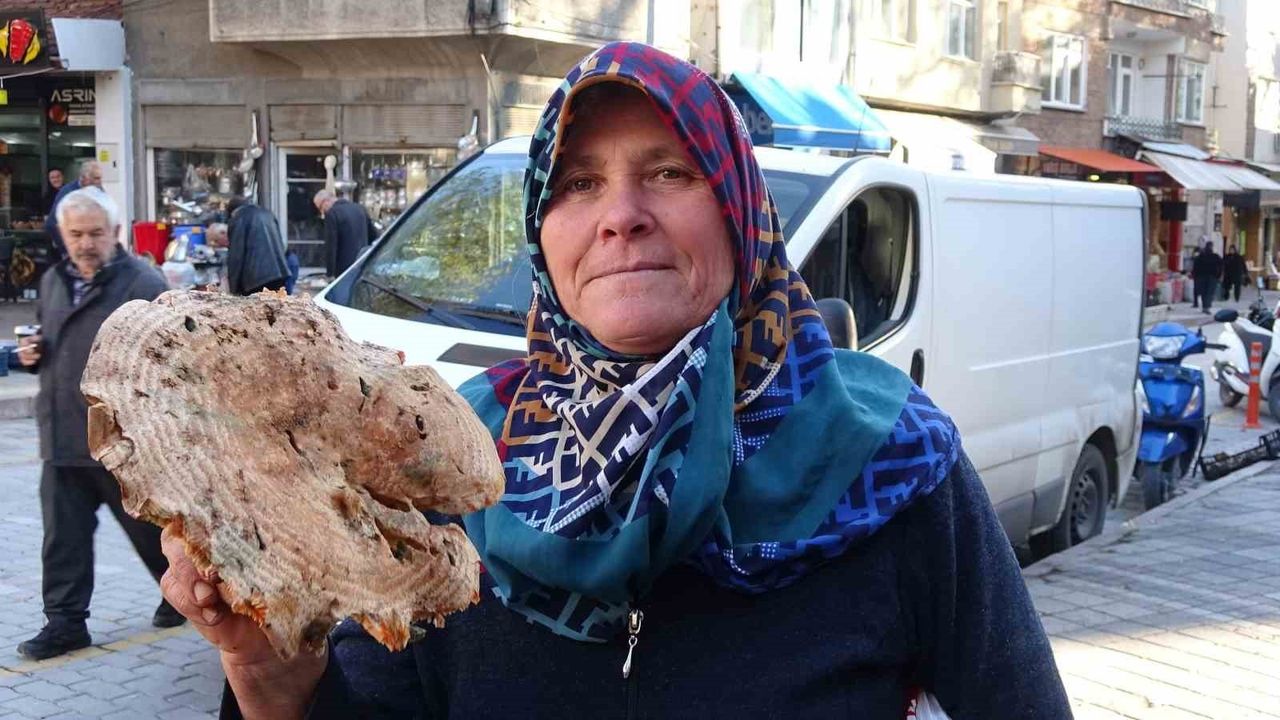 Tavşanlı'da Melki (Kanlıca) Mantarı Bolluğu: Fiyatlar 400 TL'den 70-100 TL'ye Düştü