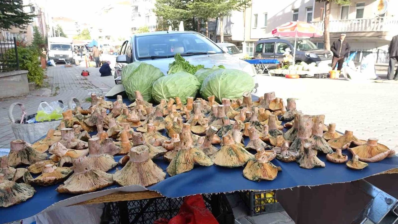 Tavşanlı’da Melki Mantarı İlgisi: Kilo 150-200 TL