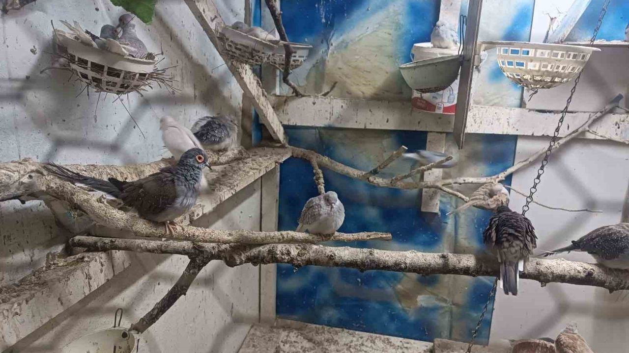 Tekirdağ Çorlu’da Yasa Dışı Hayvan Üretimine Ağır Ceza