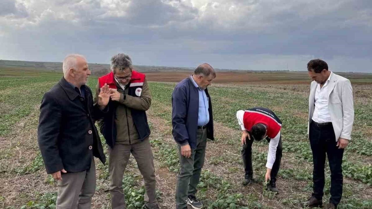 Tekirdağ'da Anıza Kanola Ekimi ve Toprak Nem İncelemesi