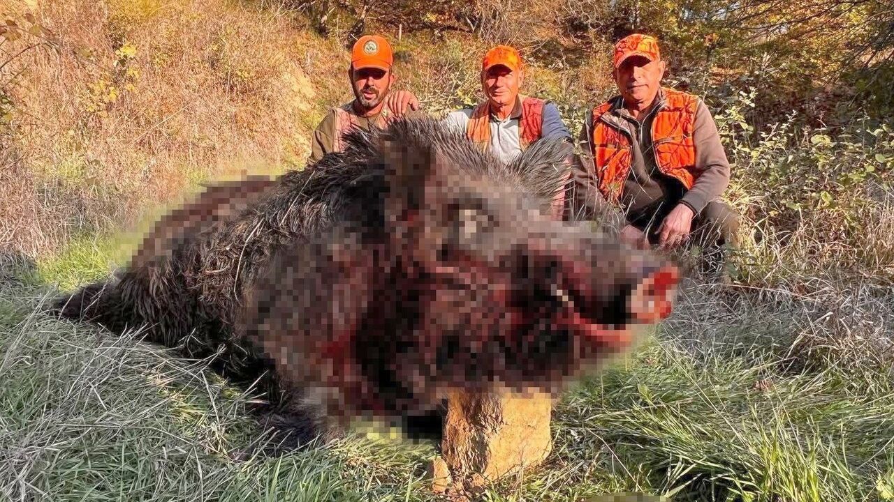 Tekirdağ'da Avcıları Şaşırtan 300 Kiloluk Yaban Domuzu Avlandı