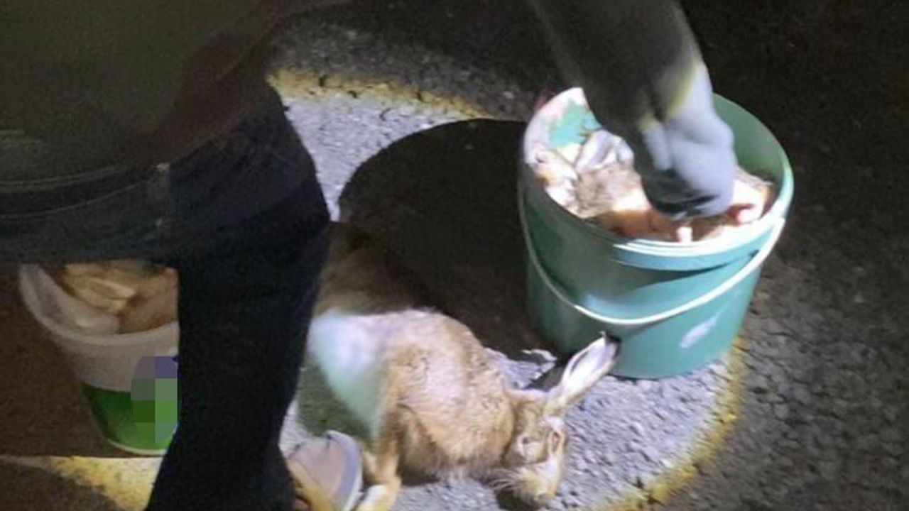Tekirdağ'da gece ışıkla tavşan avına baskın: 4 kişiye ceza
