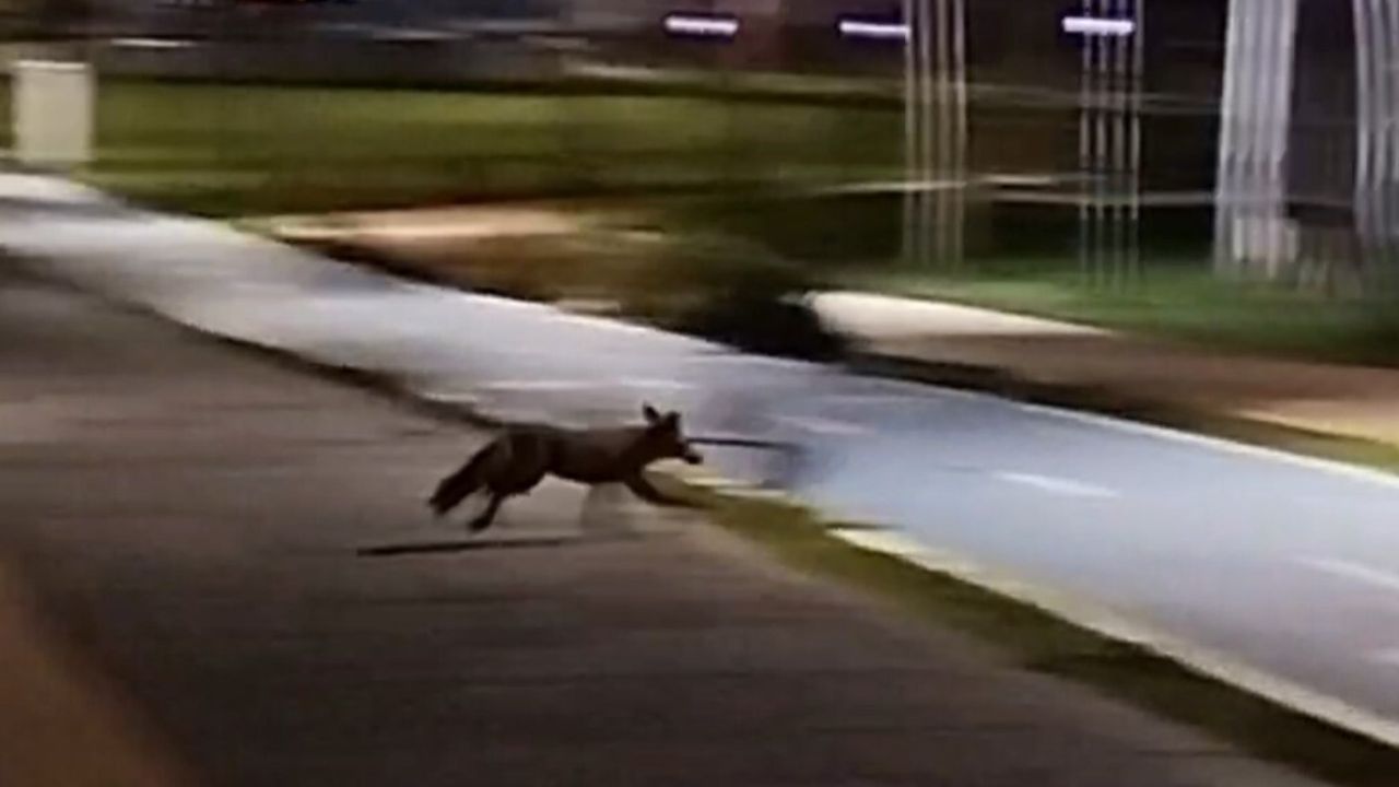 Tekirdağ'da sahilde tilki görüntülendi