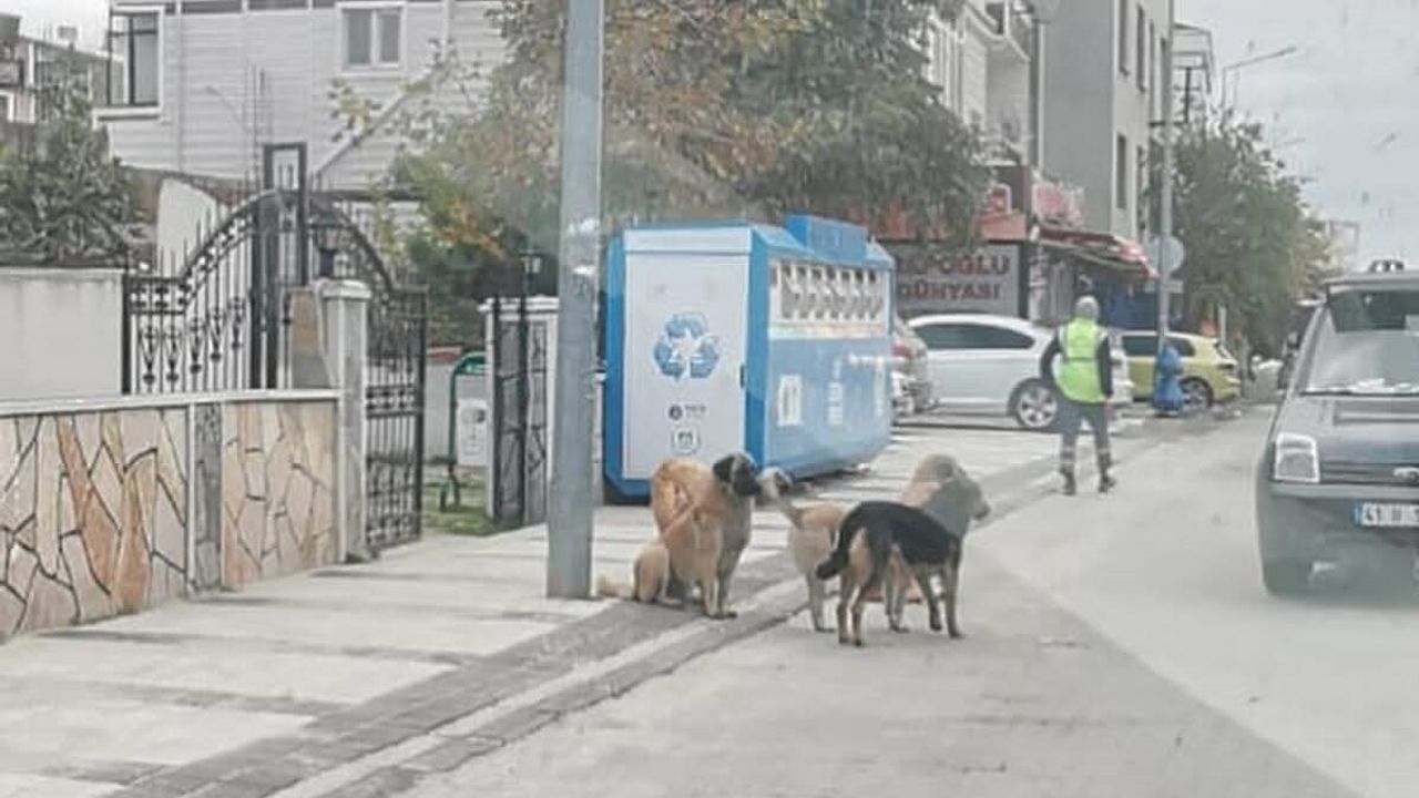 Tekirdağ'da Sahipsiz Sokak Hayvanları İçin Sayım Başladı