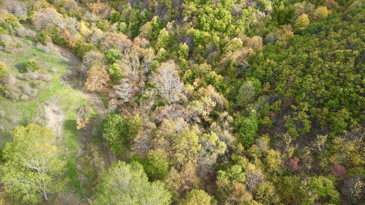 Tekirdağ'da Sonbaharın Renkleri: Ganos Dağı Eteklerinde Uçmakdere ve Yeniköy