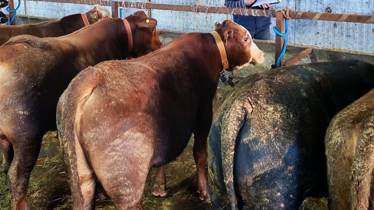 Tekirdağ Marmaraereğlisi'nde Büyükbaşlara Rapel Pentavalan Şap Aşısı ve Sağlık Taraması