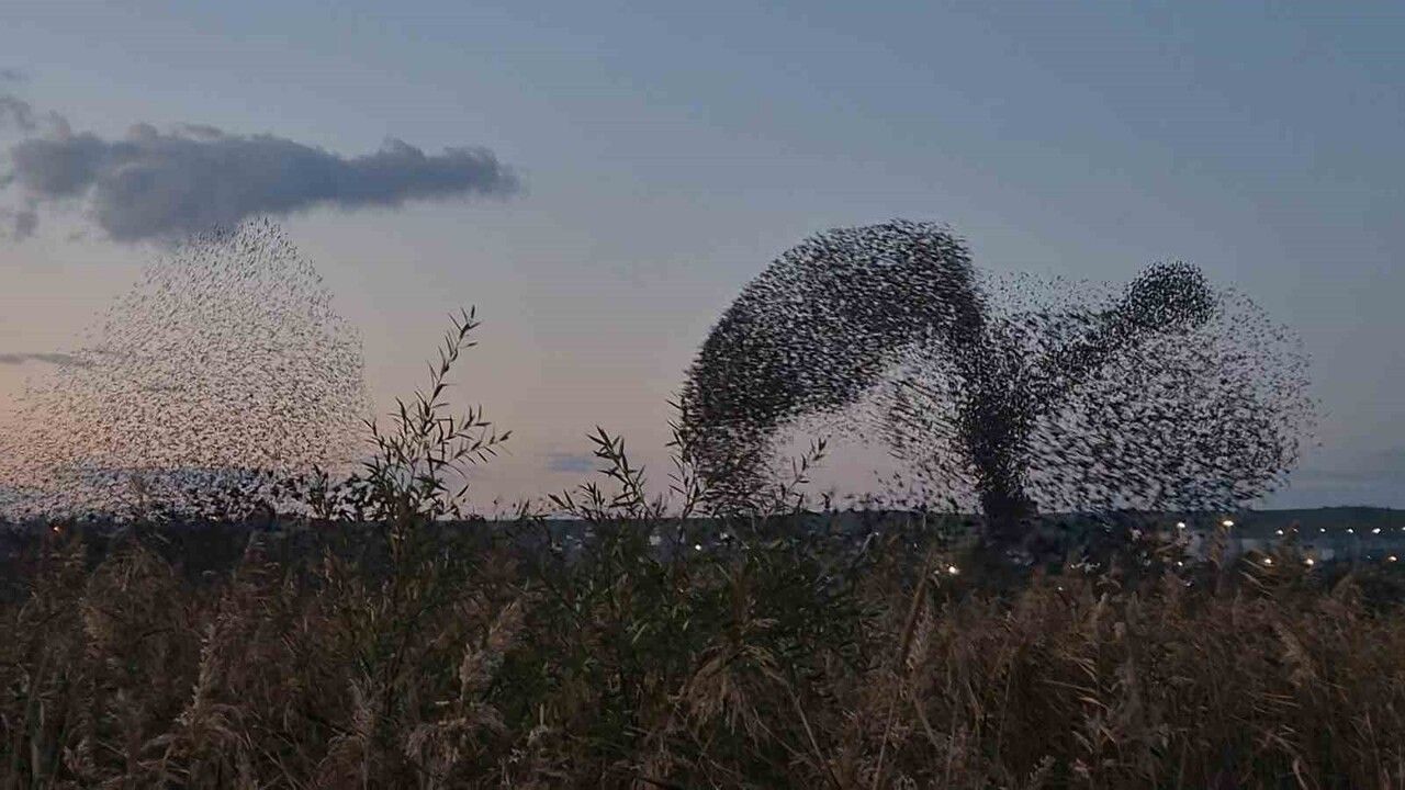 Tekirdağ Süleymanpaşa'da Yüz Binlerce Sığırcığın Senkronize Gösterisi