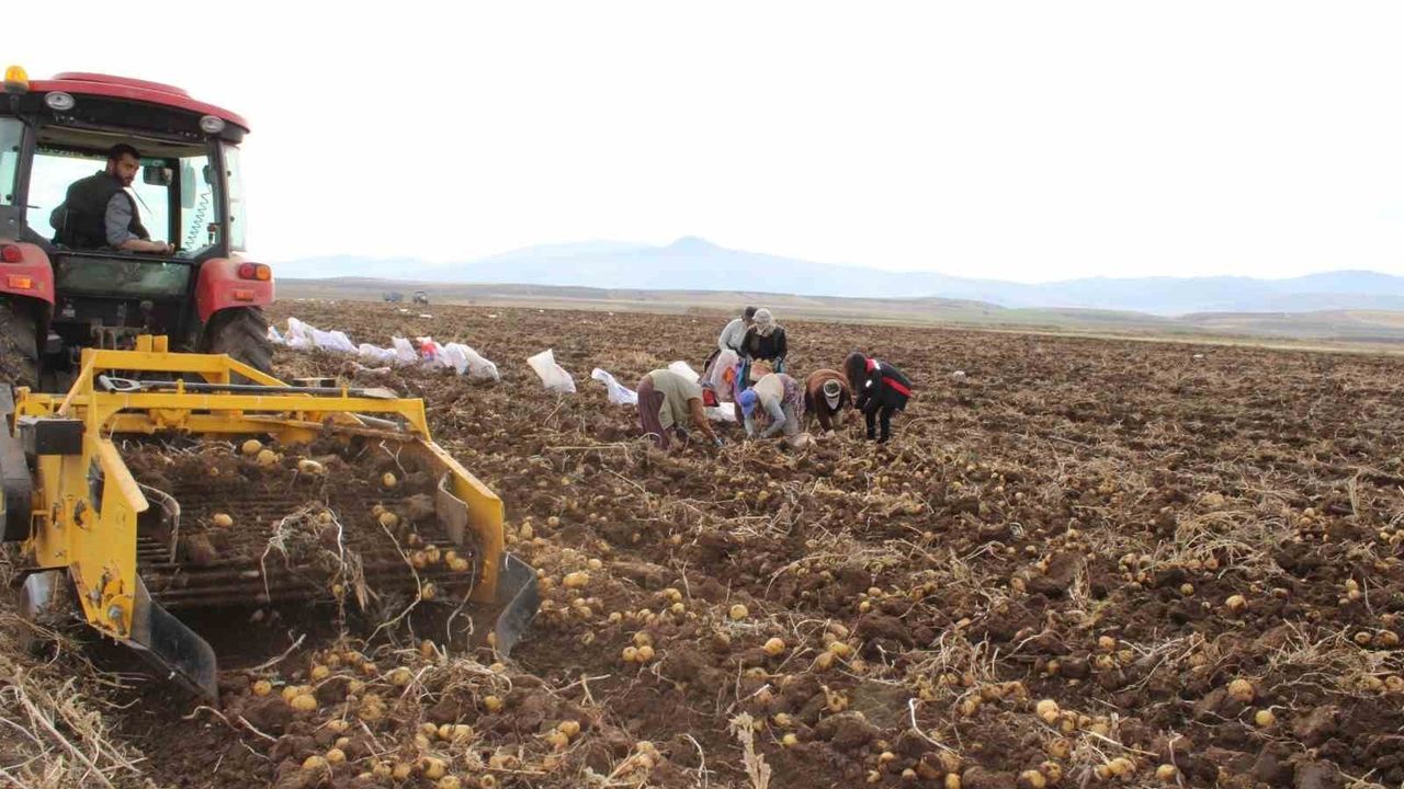 Tercan Ovası'nda Kışlık Patates Hasadı: Erzincan'da Bereket Başladı