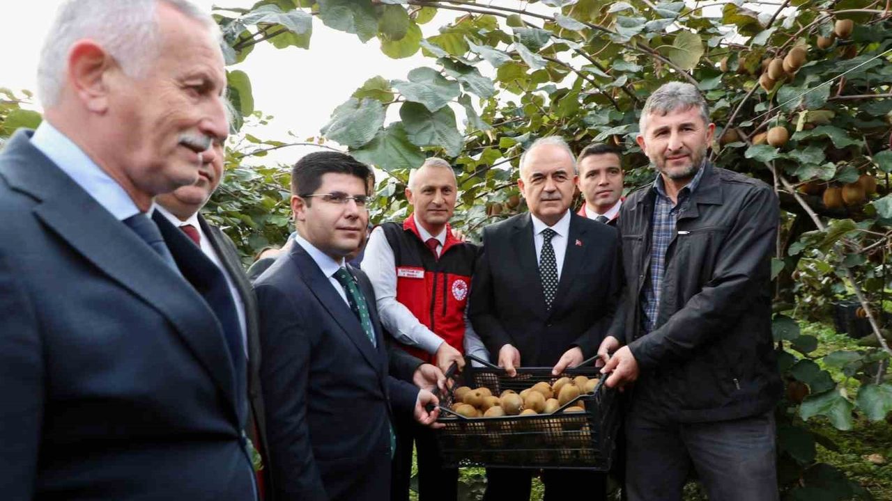 Tescilli Ordu Kivisi Hasadı Başladı — 520 Milyon TL Ekonomiye Katkı