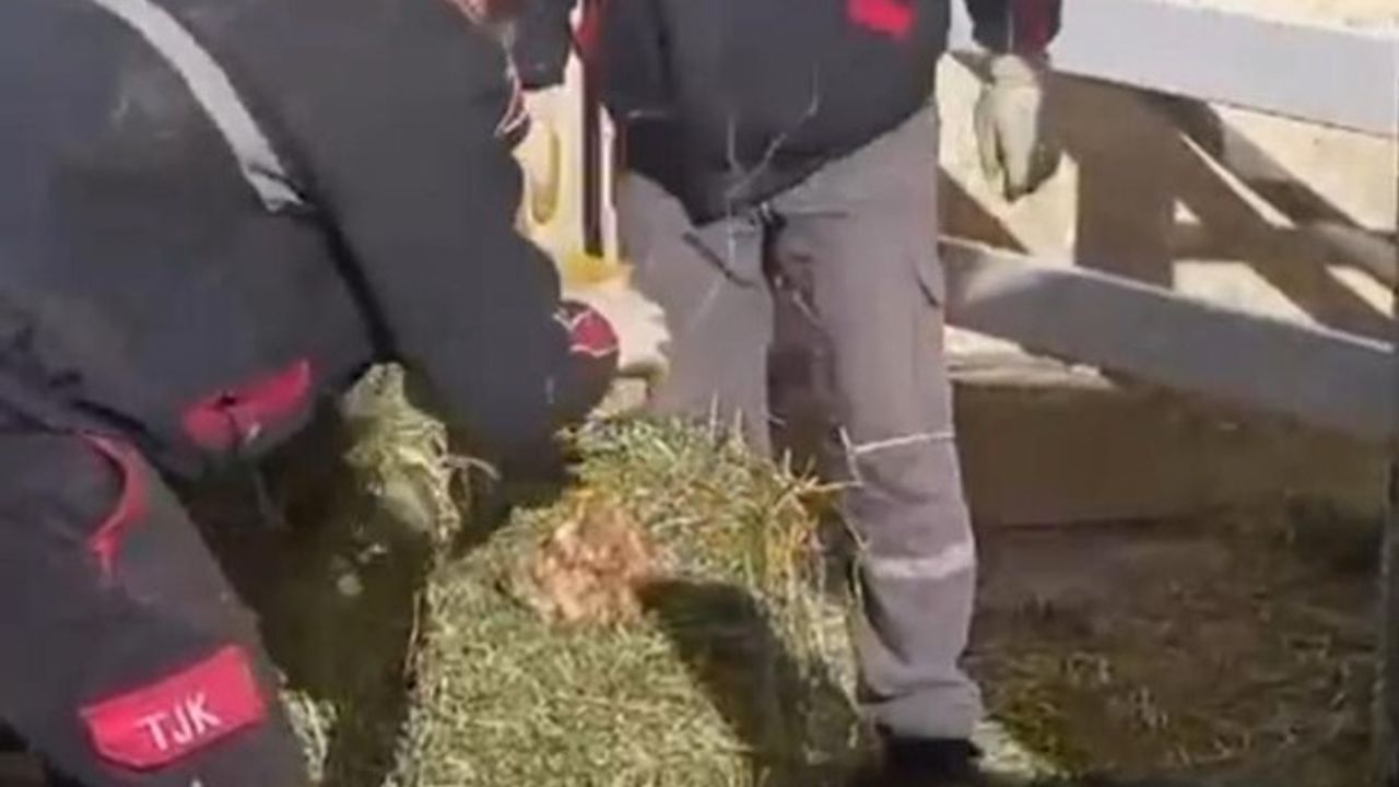 TJK Şanlıurfa Hara'da Yonca Balyalarına Taş Konulduğu İddiası