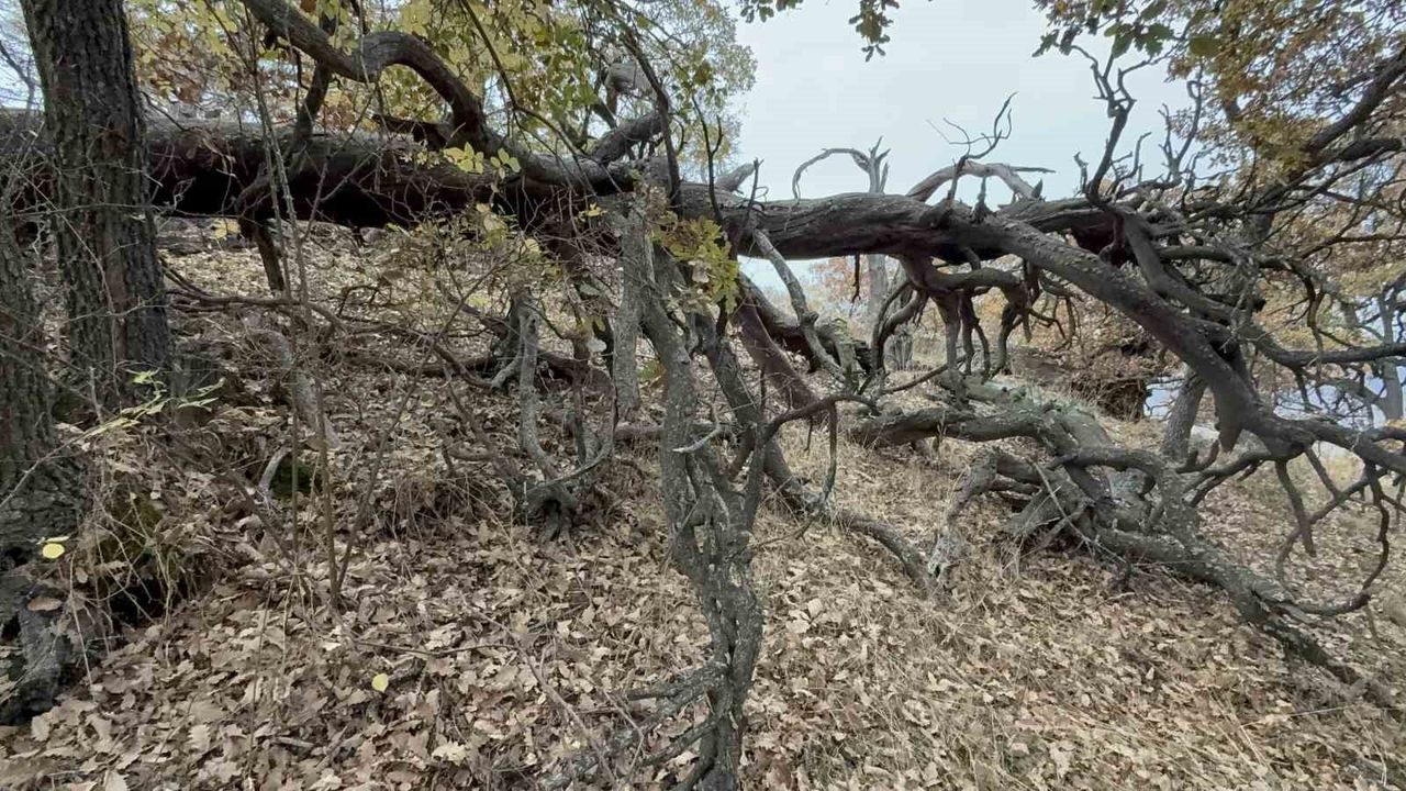 Tokat Günçalı'da Ardıç Ormanı: Danişmendli Şehit İnancı Ağaçları Korumaya Zorluyor
