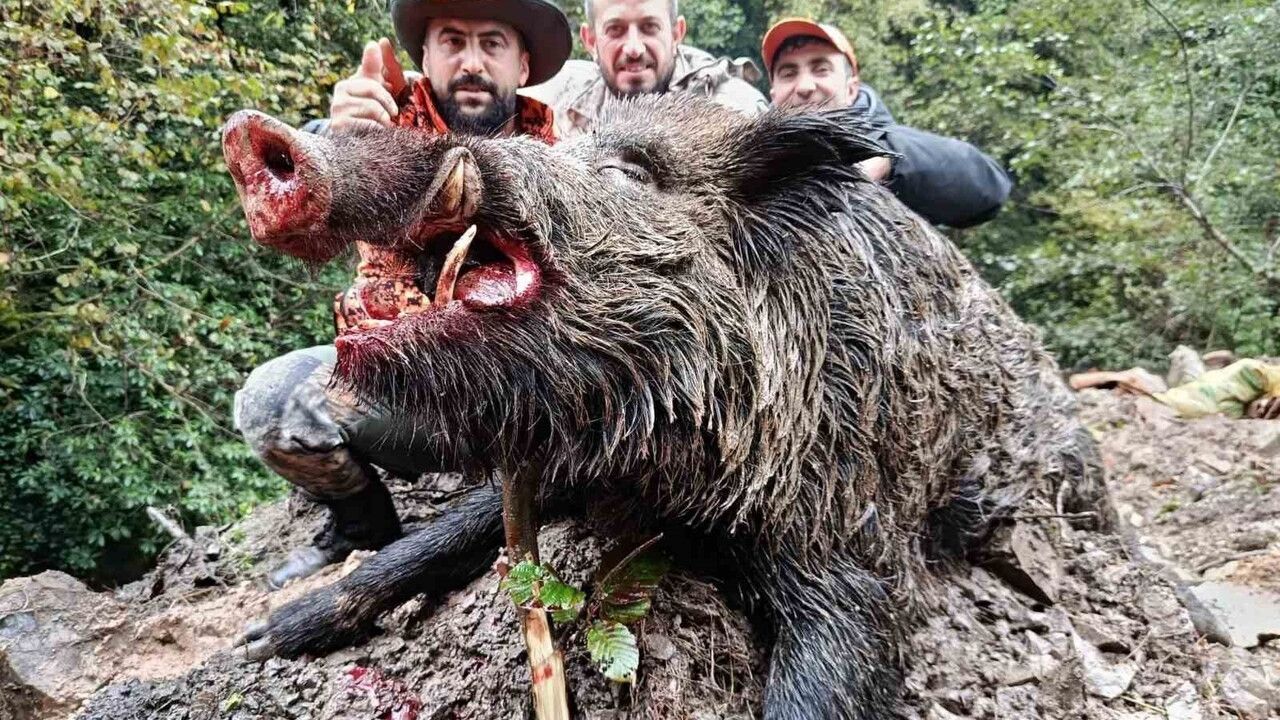 Trabzon Araklı'da Sürek Avı: 300 kg'lık Dev Yaban Domuzu Dahil 7 Domuz Avlandı