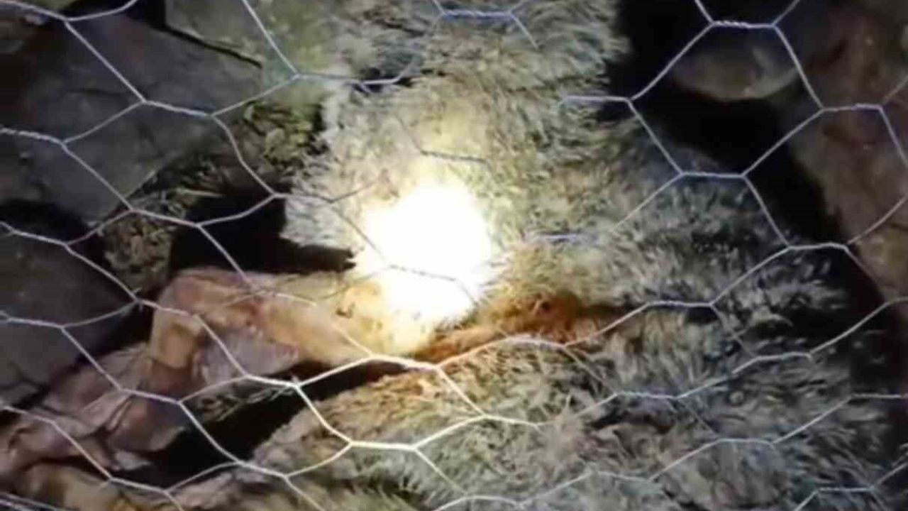 Trabzon Sürmene'de Kurt Saldırısını Çoban Köpekleri Engelledi