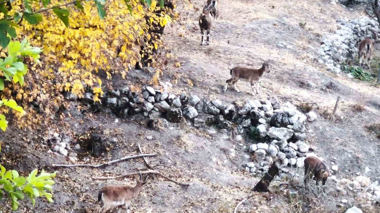 Tunceli Çemişgezek'te Dağ Keçileri Sonbahara Renk Katıyor