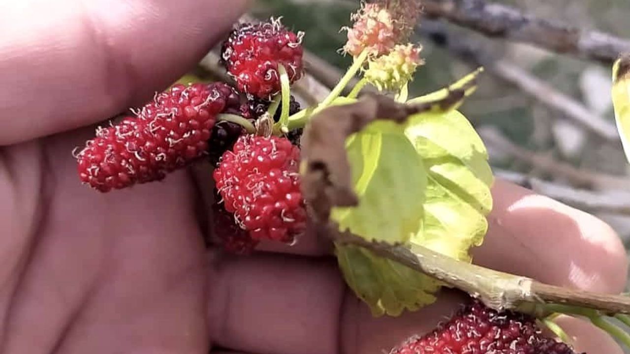 Tunceli’de Dut Ağacı Mevsimi Şaşırdı: Kırmızı Dut Sonbaharda İkinci Kez Meyve Verdi
