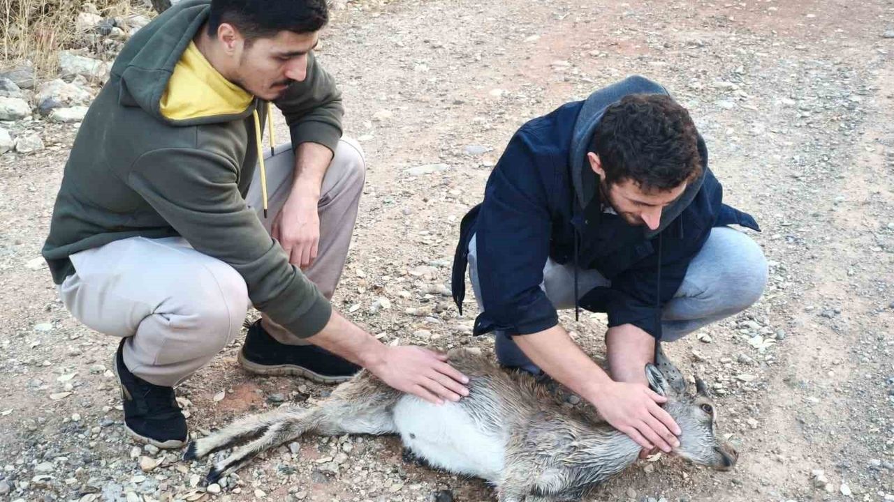 Tunceli'de Kuzenler Yaralı Yavru Dağ Keçisini 3 kilometre Sırtında Taşıdı
