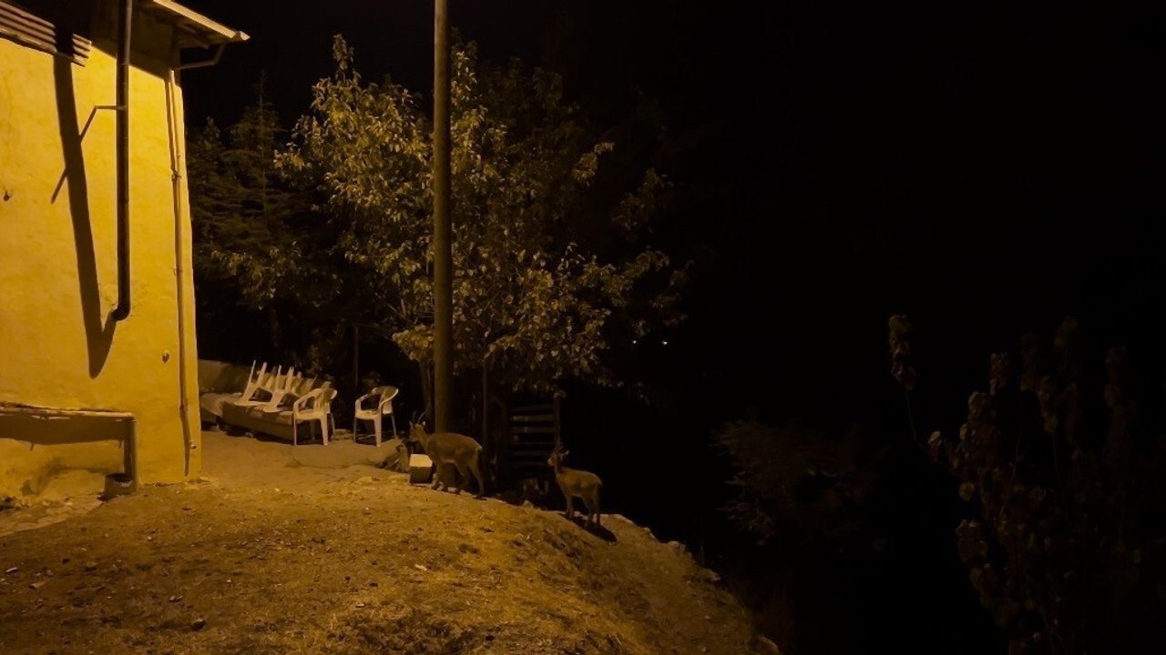 Tunceli'de Nesli Tehlikedeki Dağ Keçileri Evlerin Arasına İndi