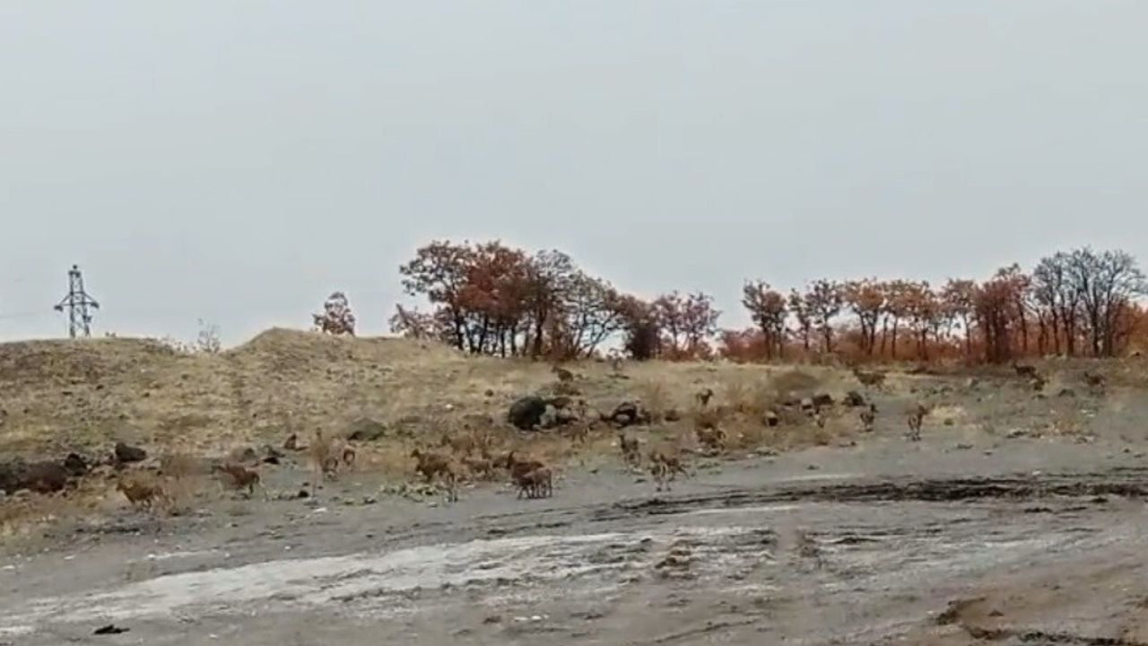 Tunceli'de Yaklaşık 50 Dağ Keçisi Yol Kenarında Görüntülendi