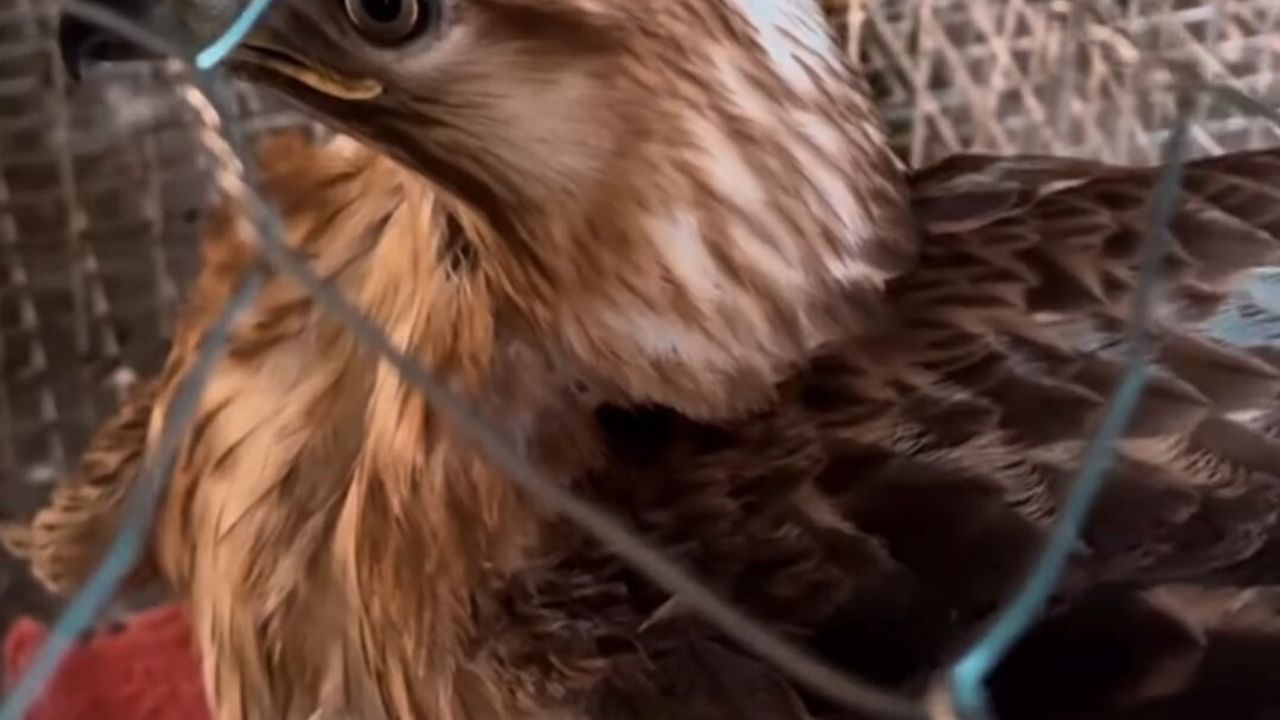 Tuşba'da İzinsiz Kızıl Şahin Jandarmanın Operasyonuyla Koruma Altına Alındı