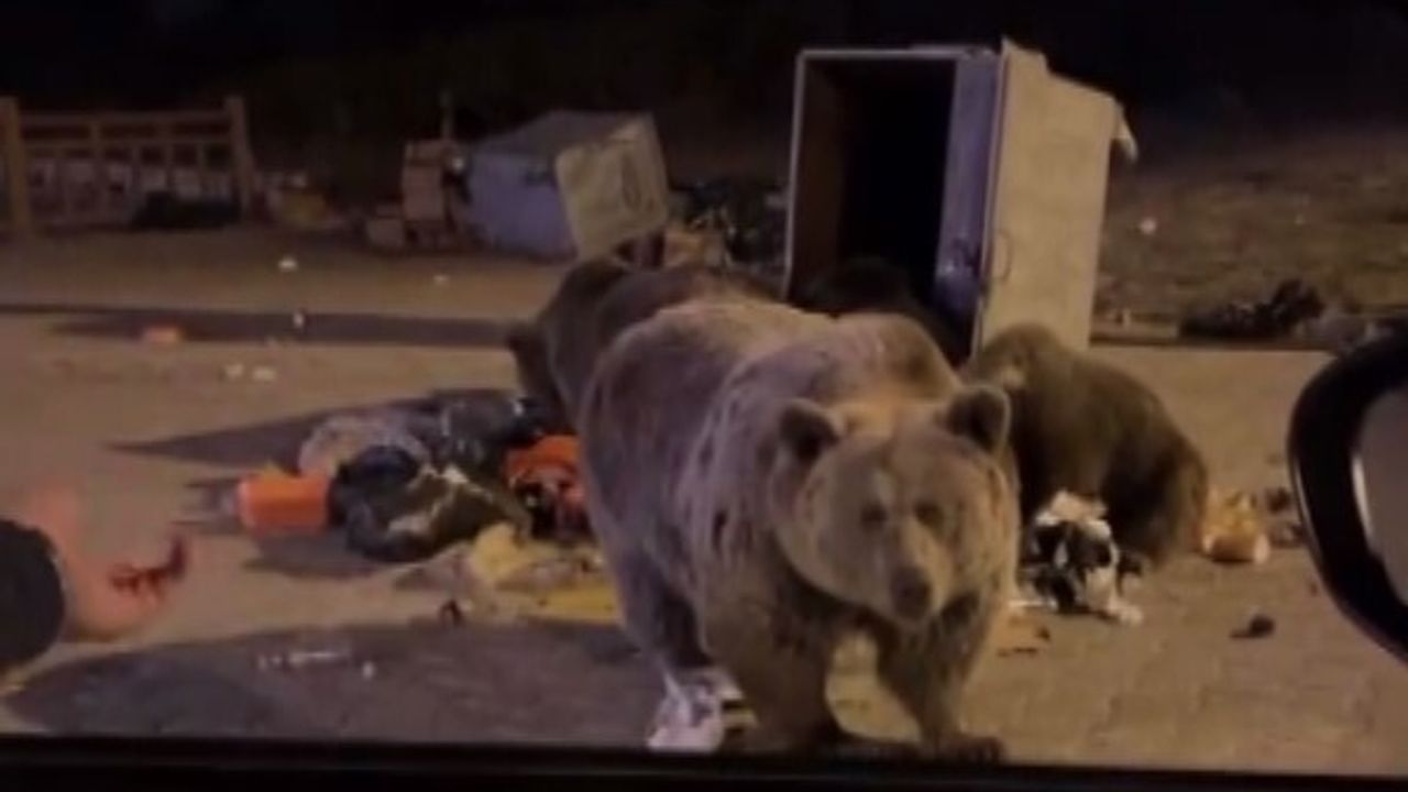 Uludağ'da Sucuk Verirken Ayının Saldırısına Uğradı — Bursa Sarıalan'da Tehlikeli Anlar