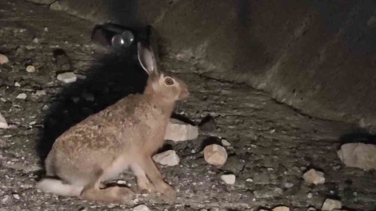 Uzundere'de Otoyolda Yabani Tavşan Görüntülendi