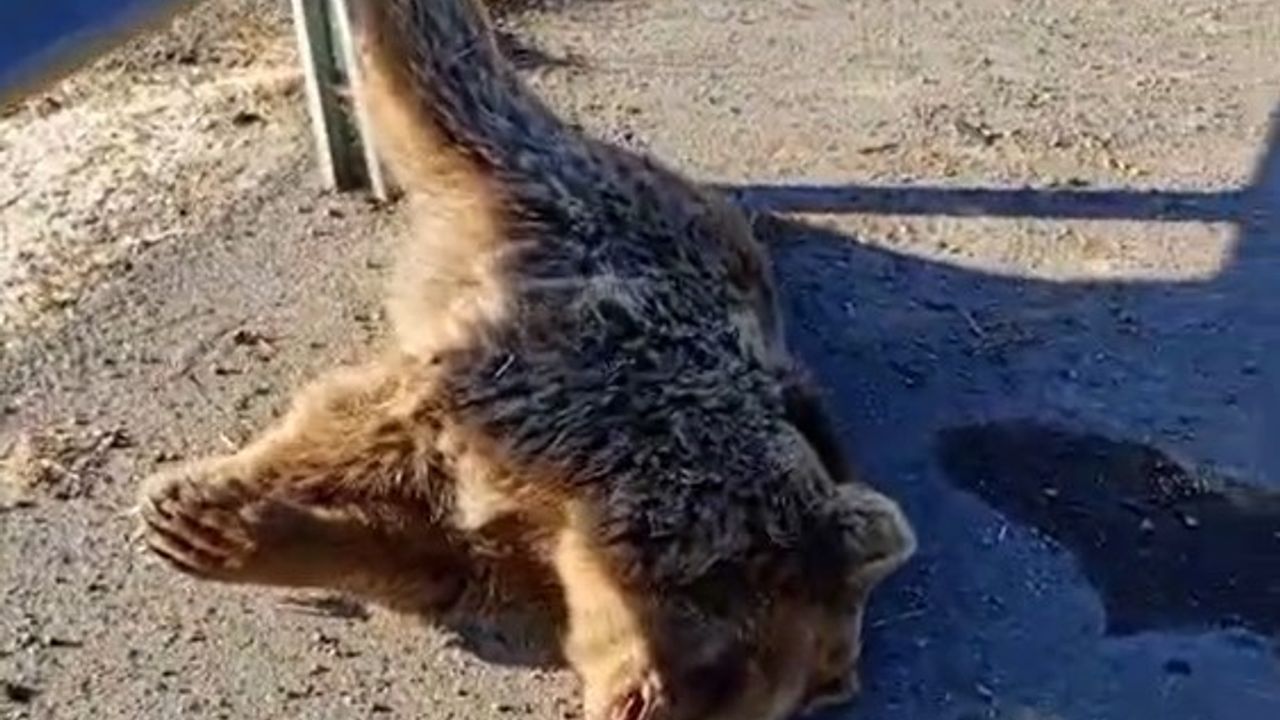 Van'da Erciş-Muradiye Karayolunda Araç Çarpması Sonucu Ayı Telef Oldu