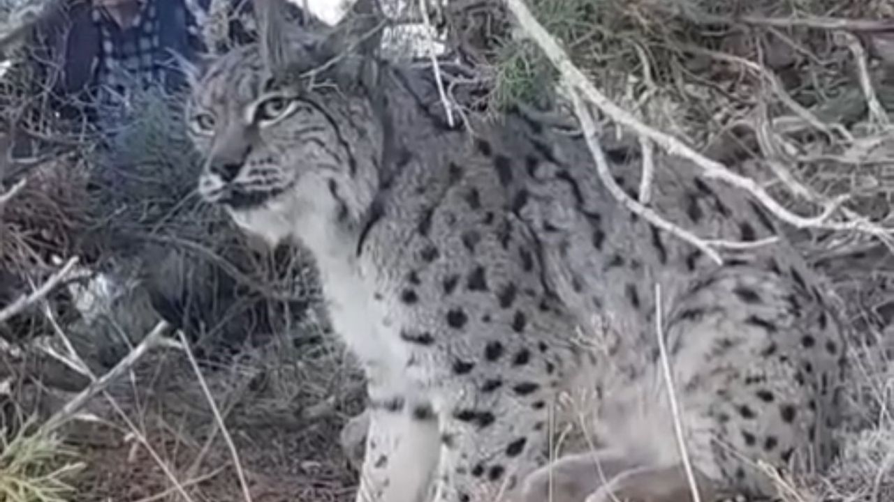 Van Gevaş'ta Nesli Tehlike Altındaki Vaşak Görüntülendi