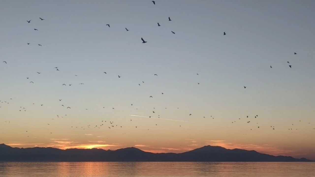 Van Gölü'nde Kuş Sürüsünün Gün Batımı Şöleni