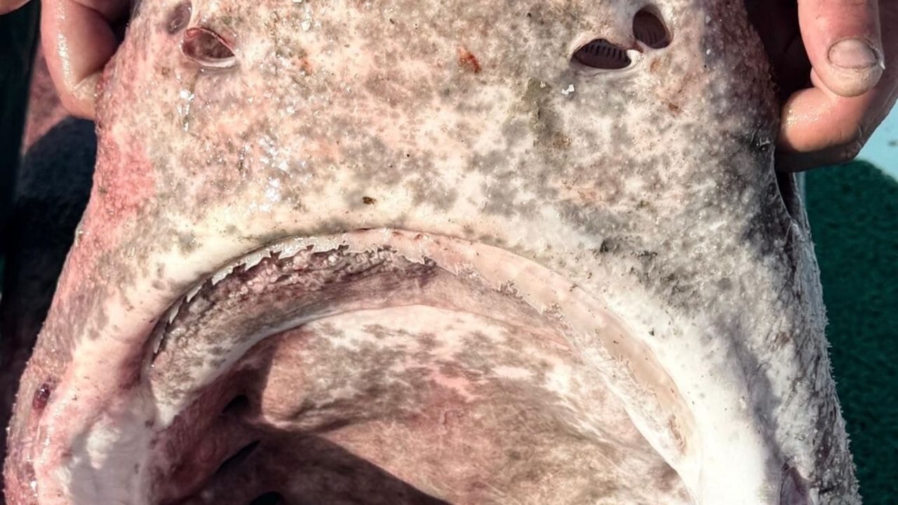 Yalova'da 4 Metrelik 300 Kilo Pamuk Köpek Balığı Ağa Takıldı