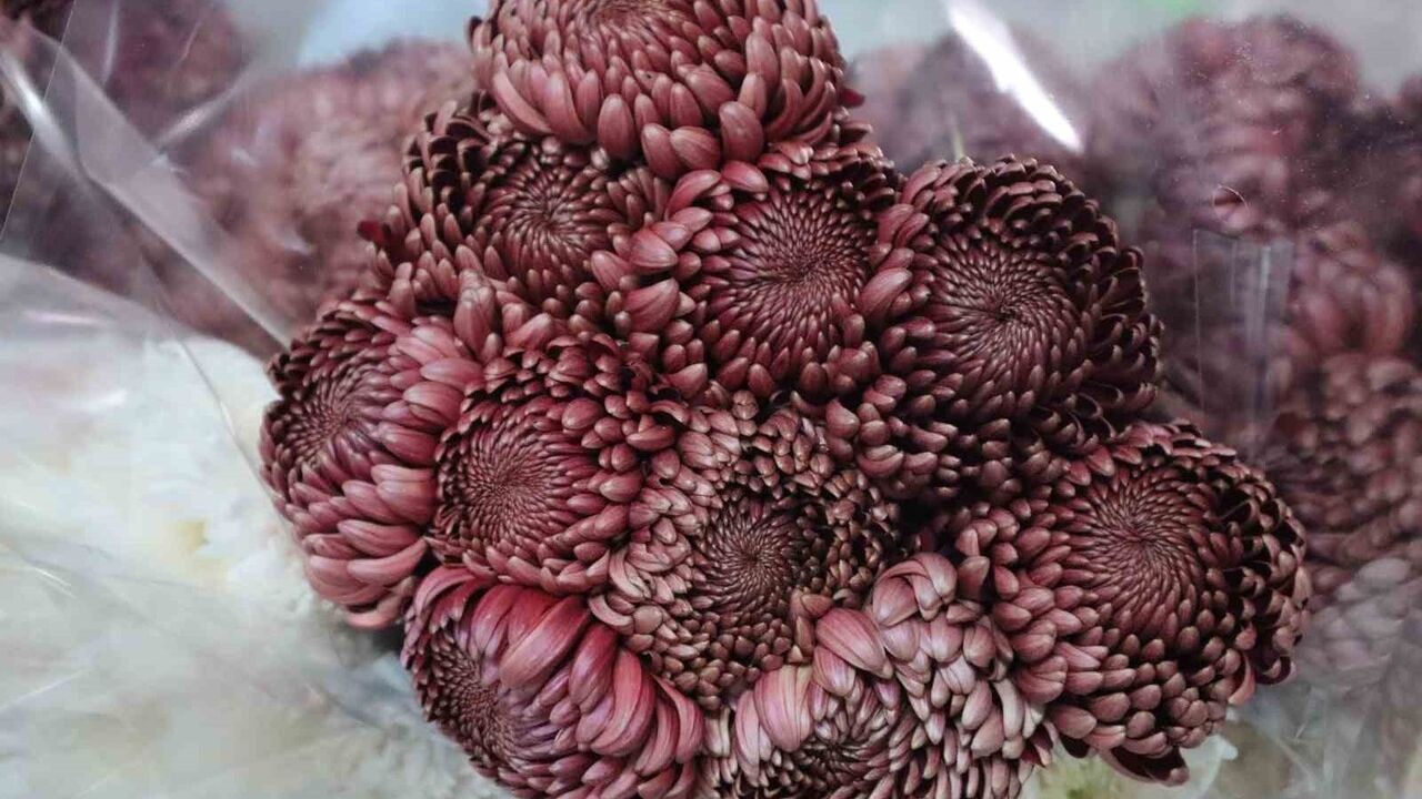 Yalova'da Çiçek Mezadı Hareketlendi - Öğretmenler Günü İçin 250-300 Bin Dal