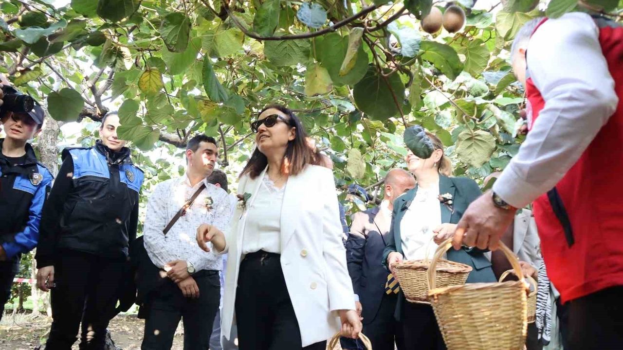 Yalova'da Coğrafi İşaretli Kivi Hasadı Başladı