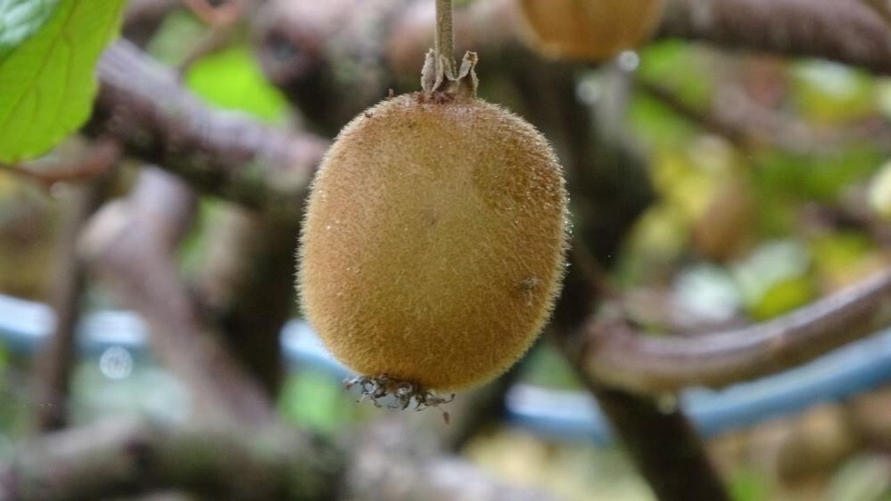 Yalova'da kivi üreticileri: Zirai don ve İran kivisi çiftçiyi vurdu