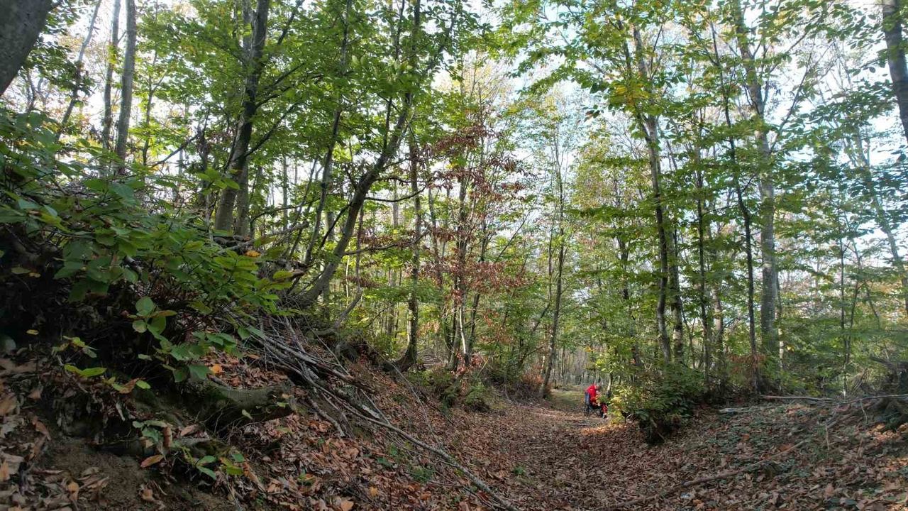 Yalova'da Sonbahar: Samanlı Dağları'nda Renk Cümbüşü