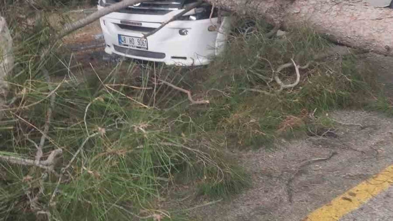 Yatağan'da Minibüsün Üzerine Çam Ağacı Devrildi — Anne ve 5 Yaşındaki Çocuk Hastaneye Kaldırıldı