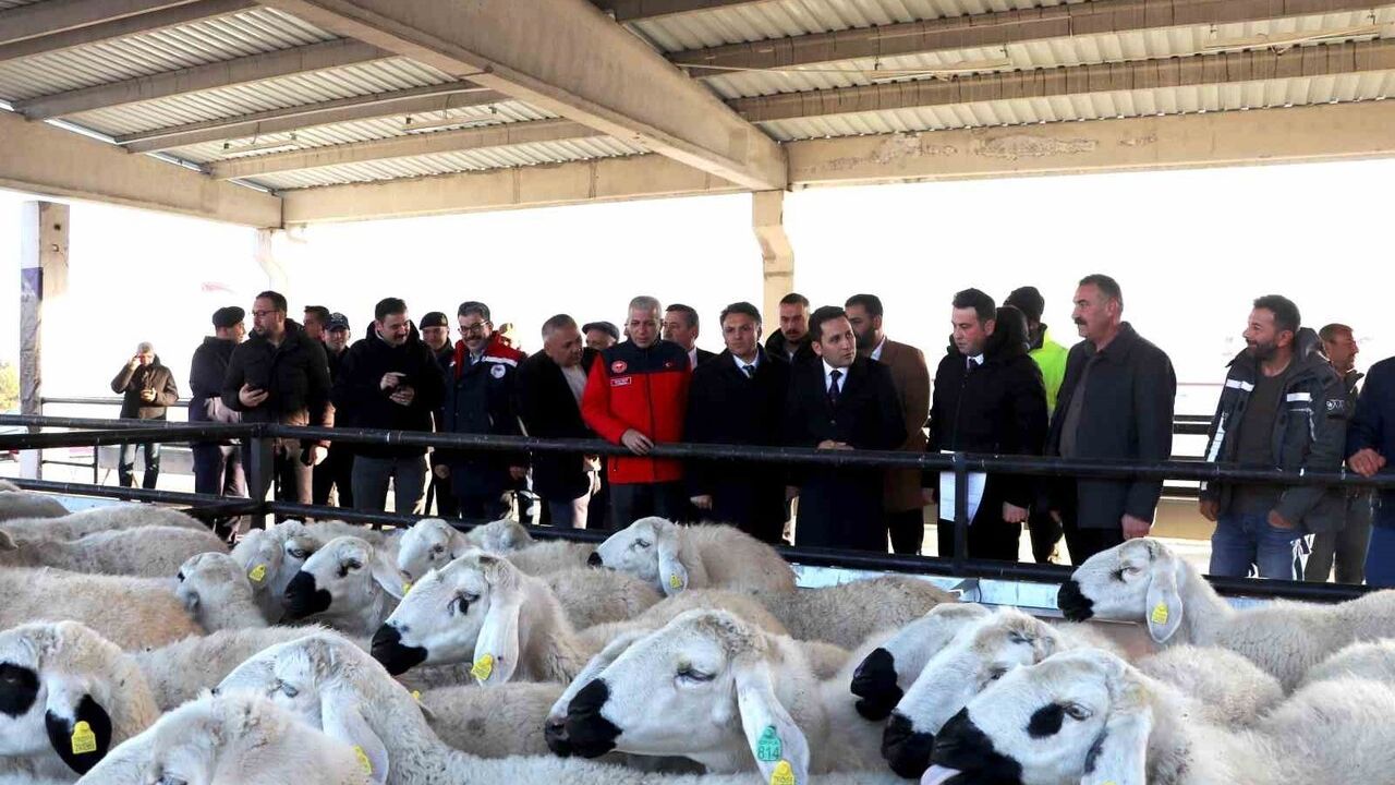 Yıldızeli'nde Hane Başı 50 Koyun, 2 Koç — %70 Hibe ile 250 Koyun Dağıtıldı