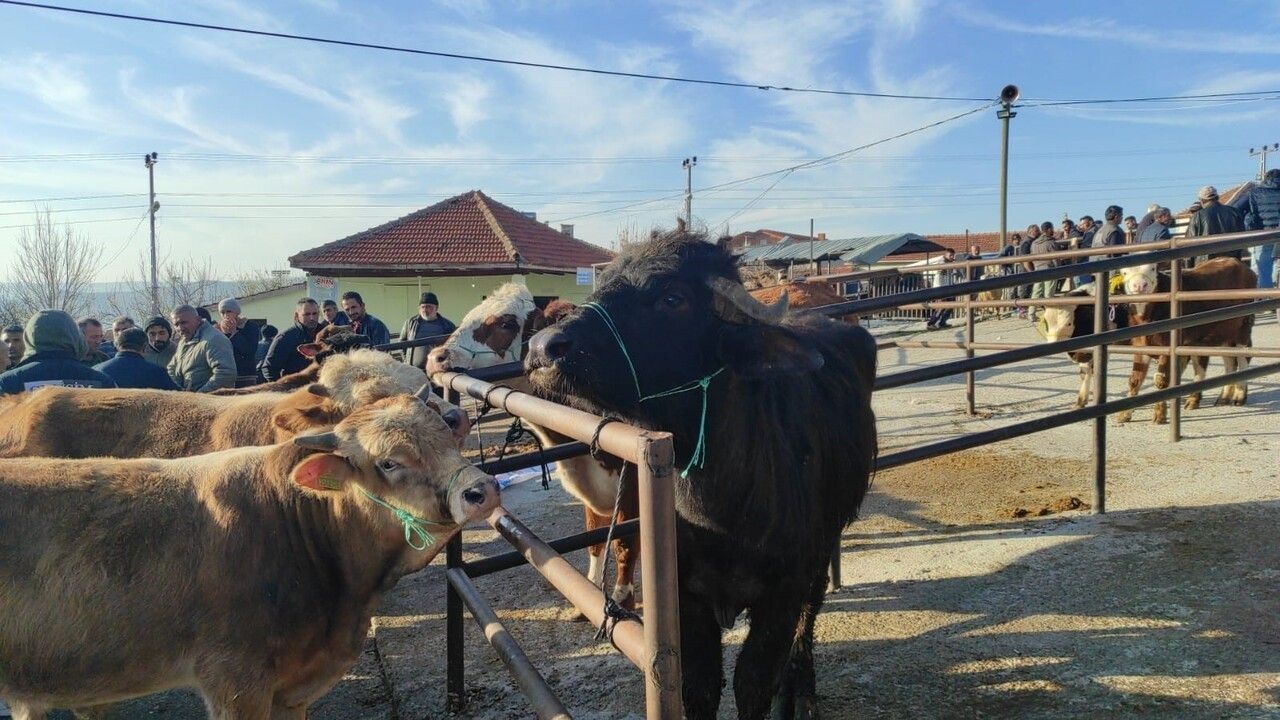 Yozgat Çekerek’te Hayvan Pazarı 22 Kasım’da Yeniden Açıldı