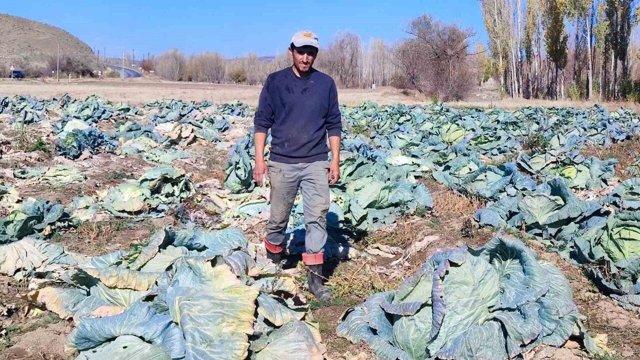 Yozgat Sorgun'da Baba ve Oğul 30 Yıldır Organik Lahana Üretiyor