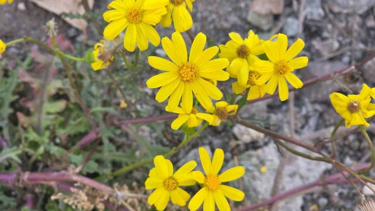 Yozgat'ta Kasım Şaşkınlığı: Araplı'da 'Kanarya Otu' Zamanından Önce Çiçek Açtı