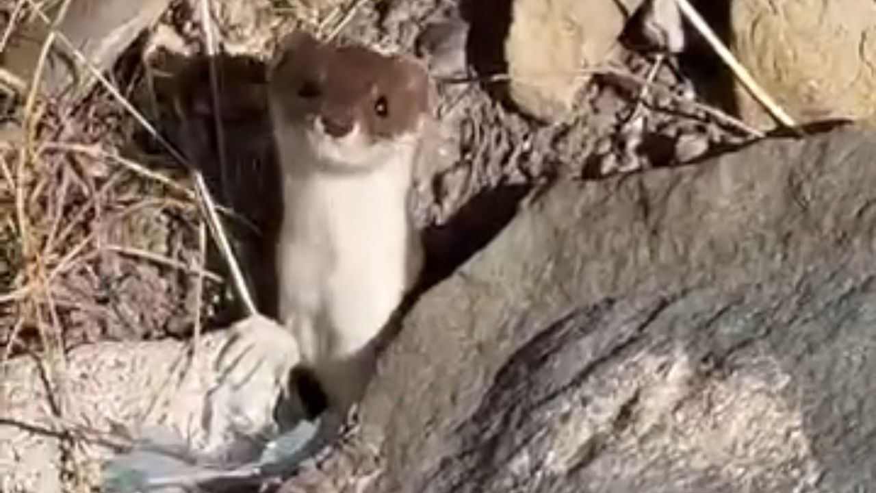 Yüksekova'da Nadir Gelincik Şehir Merkezinde Görüntülendi