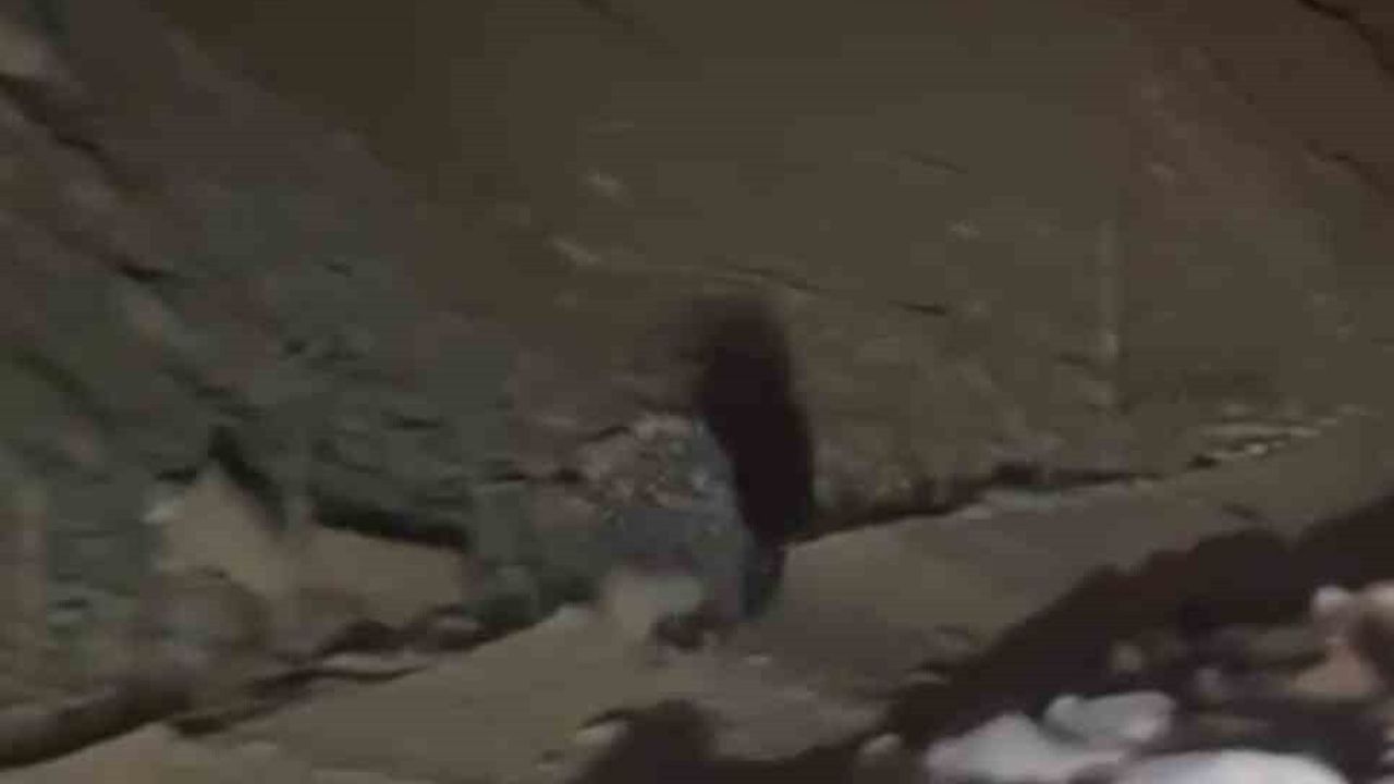 Yüksekova'da Nadir Tür: Hint Oklu Kirpi Görüntülendi